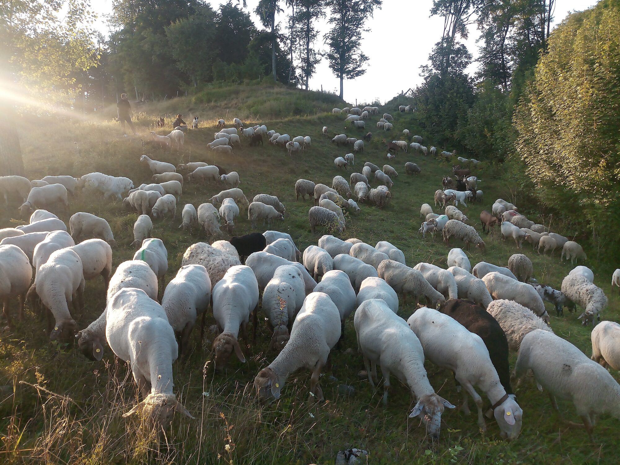Il gregge della Pecora del Bosco pascola su un pendio alberato al tramonto