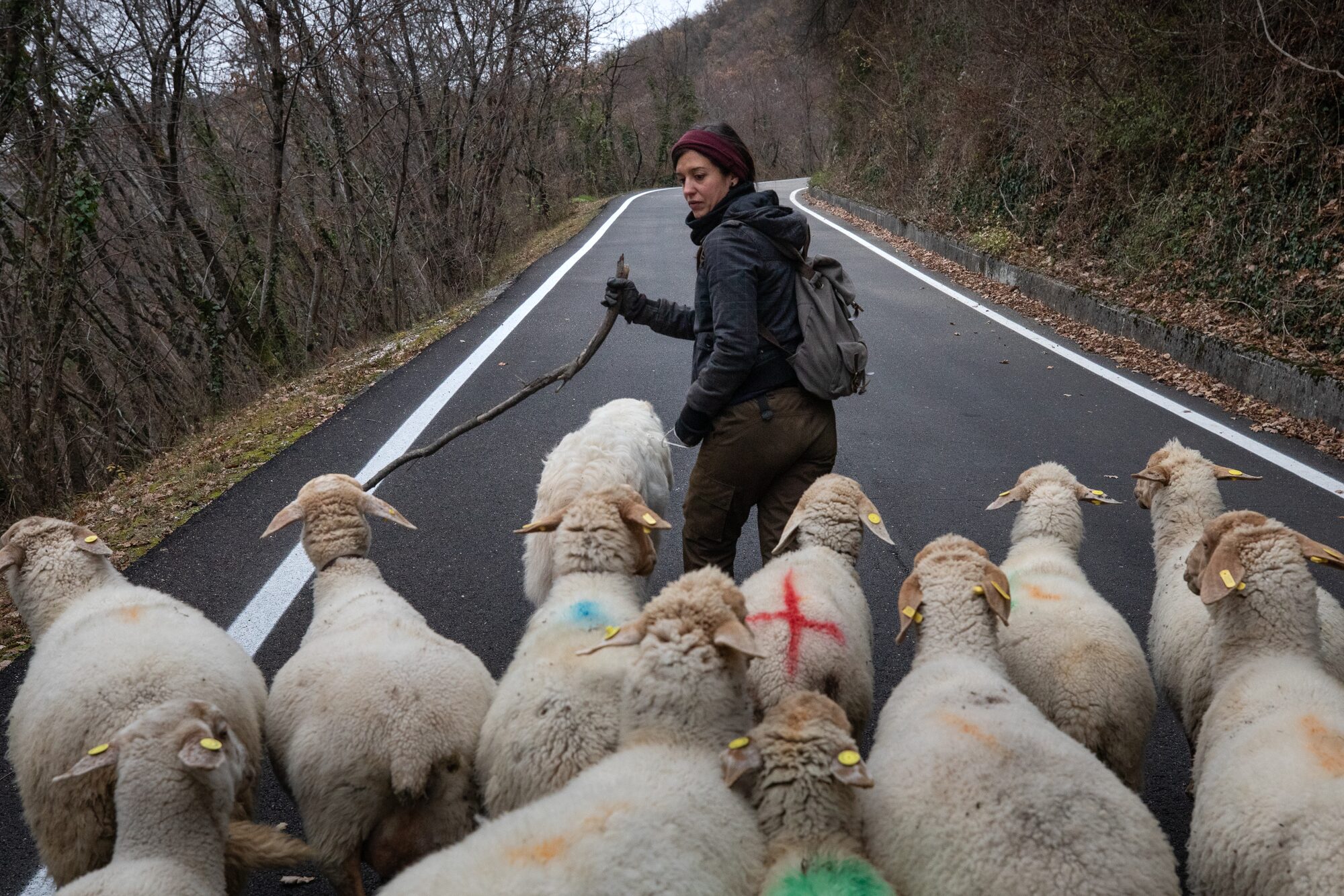 Sofia guida un gruppo di pecore lungo una strada tra i boschi